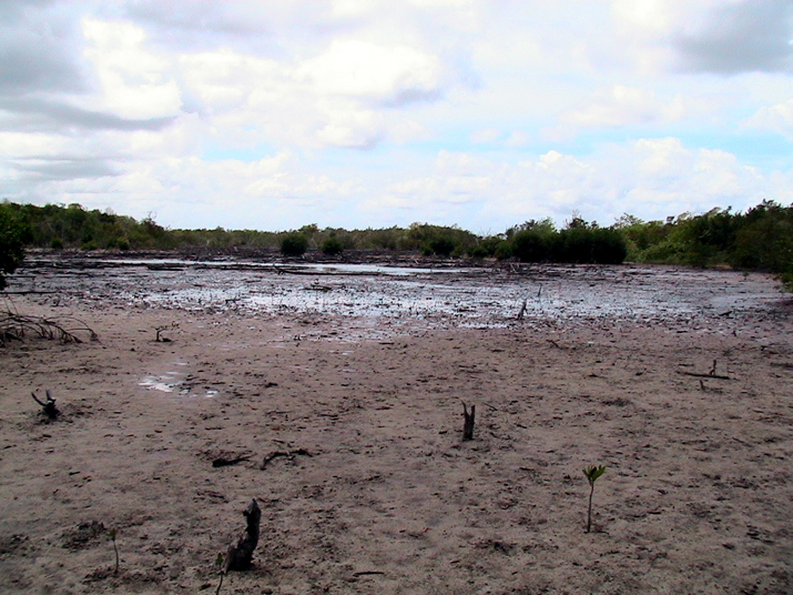 25 - Mangrove 016.jpg